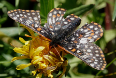 Euphydryas anicia bernadetta