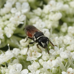 Hylaeus variegatus