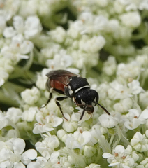 Hylaeus variegatus