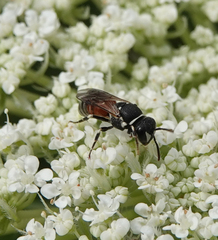 Hylaeus variegatus