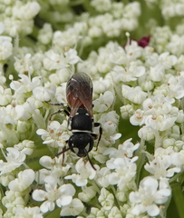 Hylaeus variegatus