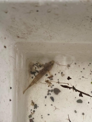 Gobiomorphus cotidianus