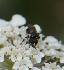 Hylaeus variegatus