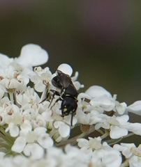 Hylaeus variegatus