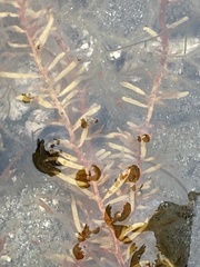 Analipus