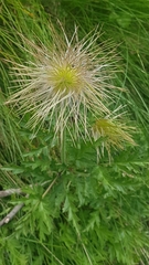 Pulsatilla