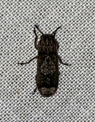 Ozotomerus japonicus