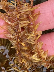 Analipus