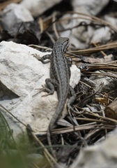 Sceloporus graciosus