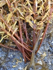 Analipus