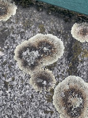 Protoparmeliopsis muralis