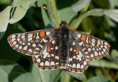 Euphydryas anicia bernadetta