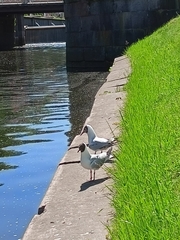 Chroicocephalus ridibundus