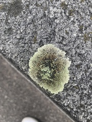 Protoparmeliopsis muralis