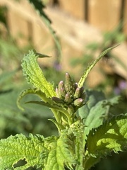 Verbena hastata