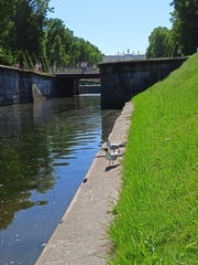 Chroicocephalus ridibundus