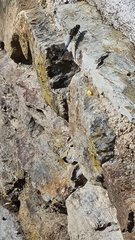 Orthetrum cancellatum