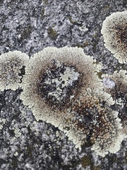 Protoparmeliopsis muralis