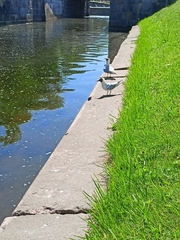 Chroicocephalus ridibundus