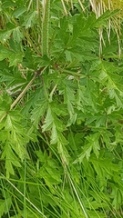 Pulsatilla