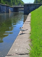 Chroicocephalus ridibundus