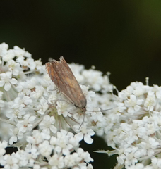 Lathronympha