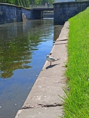 Chroicocephalus ridibundus