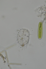 Euglypha strigosa