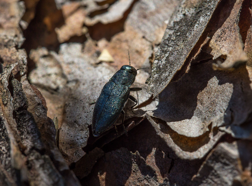 Phaenops cyanea