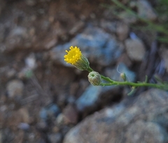 Erigeron reductus angustatus