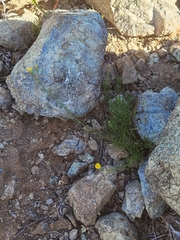 Erigeron reductus angustatus