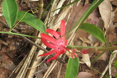 Passiflora glandulosa
