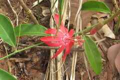 Passiflora glandulosa