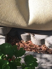Sceloporus occidentalis