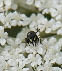 Hylaeus variegatus