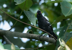 Pyriglena leucoptera