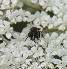 Hylaeus variegatus