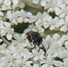 Hylaeus variegatus
