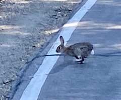 Sylvilagus audubonii