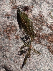 Myriophyllum verticillatum