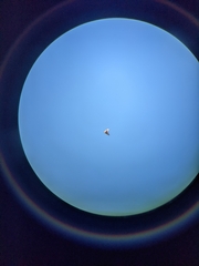 Ptyonoprogne rupestris