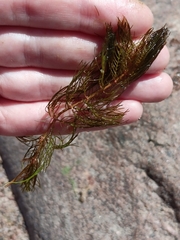Myriophyllum verticillatum