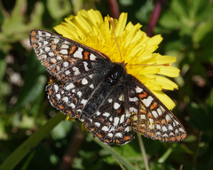 Euphydryas anicia bernadetta