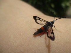 Synanthedon myopaeformis