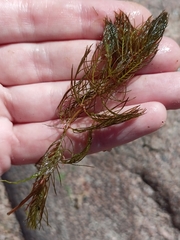 Myriophyllum verticillatum