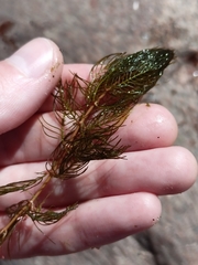 Myriophyllum verticillatum
