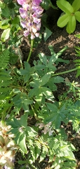 Lupinus cervinus