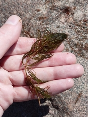 Myriophyllum verticillatum