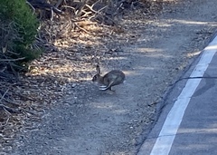 Sylvilagus audubonii