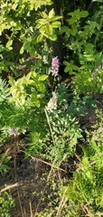 Lupinus cervinus